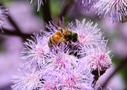 Insect, insects, bee, bees, flower, flowers, ageratum, floss flower, floss flowers.