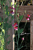 A ROYALTY FREE IMAGE OF: LATHYRUS ODORATUS (SWEET PEAS)