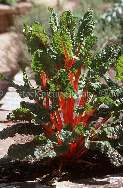 stock photo image: Vegetable, vegetables, Chenopodiaceae, Spinacia, Spinacia oleracea, oleracea, Spinach, English, English spinach, chenopodiaceae.