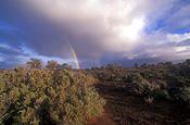 Australia, climate, weather, cloud, clouds, sky, skies, storm, storms, storm cloud, storm clouds, rainbow, rainbows, tree, trees, outback, australian outback, outback australia, desert, deserts, vegetation.