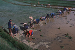 Agriculture, rice, rice growing, rice harvesting, rice paddy, rice paddies, rice field, rice fields, paddy, paddies, China, Ping Xiang, Ping Xiang county.