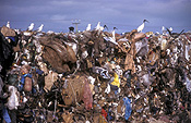 Australia, sa, south australia, dump, dumps, rubbish, garbage, bird, birds, rubbish dump, rubbish dumps, rubbish tip, rubbish tips, landfill, waste, waste management, recycle, recycles, recycling, bird, birds, gull, gulls, seagull, seagulls.