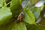 A ROYALTY FREE IMAGE OF: A CRUSADER BUG (MICTIS PROFANA)