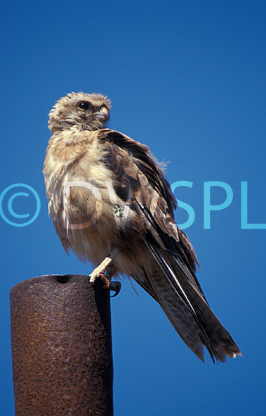 stock photo image: Animal, Animals, Bird, Birds, Australia, Australia, Falconiformes, Raptor, Raptors, Bird of Prey, Birds of Prey, Falconidae, Falcon, Falcons, Brown, Brown Falcon, Brown Falcons, Falco, Berigora, Falco berigora, wa, western australia, nullarbor.