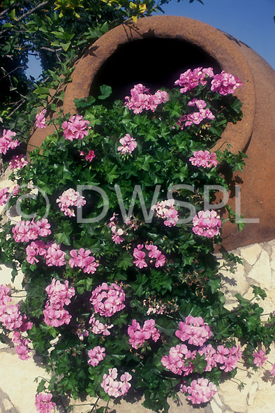 stock photo image: Flower, flowers, geranium, geraniums, pot, pots, garden pot, garden pots, outdoor pot, outdoor pots, pelargonium, pelargoniums.