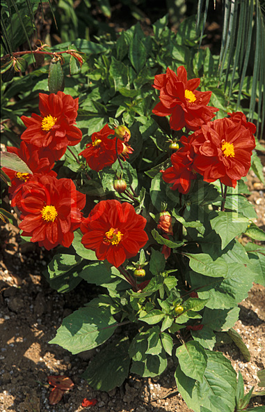 stock photo image: Flower, flowers, dahlia, dahlias, figaro red, dwarf, dwarf dahlia, dwarf dahlias, red, red flower, red flowers, dwarf, dwarfs, dwarves.