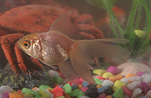 Fish, fishes, goldfish, goldfishes, gold fish, golf fishes, aquarium, aquariums, bowl, bowls, fish bowl, fish bowls, goldfish bowl, goldfish bowls, tank, tanks, fish tank, fish tanks, Australia, Sport pictures, Sports, balloon images, hot air balloons
