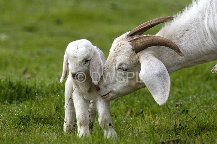 stock photo image: Animal, animals, ruminant, ruminants, mammal, mammals, placental, placental mammal, placental mammals, goat, goats, domestic, domestic goat, domestic goats, capra, hircus, capra hircus, kid, kids, nanny, nanny goat, nanny goats, baby animal, baby animals, young animal, young animals.