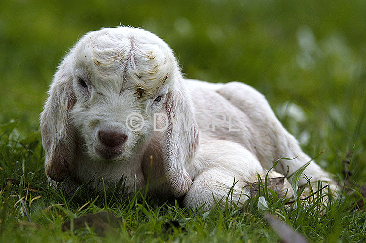 stock photo image: Animal, animals, ruminant, ruminants, mammal, mammals, placental, placental mammal, placental mammals, goat, goats, domestic, domestic goat, domestic goats, capra, hircus, capra hircus, kid, kids, baby animal, baby animals, young animal, young animals.