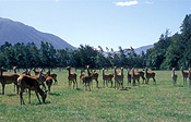 Pacific islands, new zealand, nz, farm, farms, farming, deer, deer farm, deer farms, deer farming, canterbury, south island, animal, animals, christchurch.
