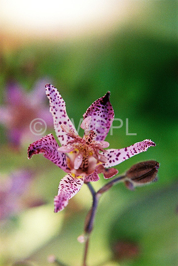 stock photo image: Flower, flowers, toad lily, toad lilies, tricyrtis, nigra, tricyrtis nigra, IA58,