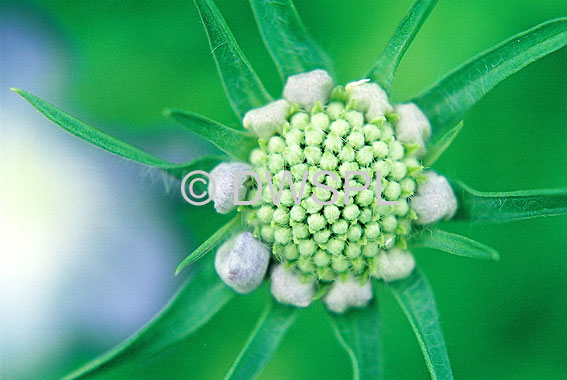 stock photo image: Flora, flower, flowers, scabiosa, alba, scabiosa alba, scabiosa perfecta alba, dipsaceae, mournful widow, pincushion flower, pincushion flowers, pincushion, egyptian rose, egyptian roses, sweet scabious, IA58,