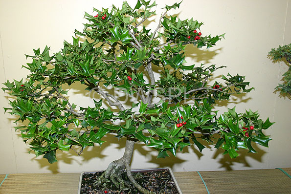 stock photo image: Tree, trees, bonsai, bonsais, holly, ilex, aquifolium, ilex aquifolium, aquifoliaceae.