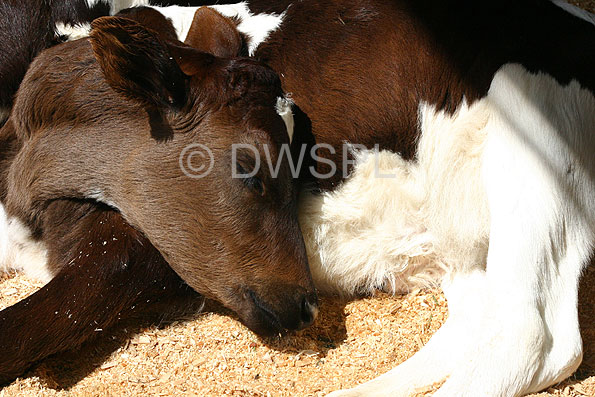 stock photo image: Farming, Farmland, farm, farms, livestock, animal, animals, cattle, meat industry, meat trade, cow, cows, calf, calves, young animal, young animals, baby animal, baby animals, sleep, sleeps, sleeping, asleep.