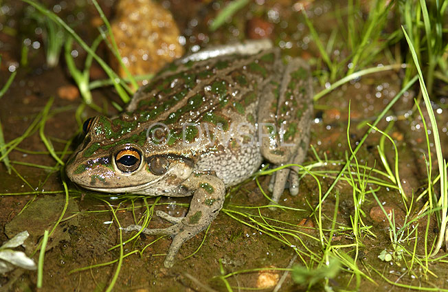 stock photo image: Animal, animals, frog, frogs, tree frog, tree frogs, amphibian, amphibians, amphibious, bell, bell frog, bell frogs, western bell frog, western bell frogs, western green tree frog, western green tree frogs, bullfrog, bullfrogs, australian bullfrog, australian bullfrogs, western tree frog, western tree frogs, motorbike, motorbike frog, motorbike frogs, litoria, moorei, litoria moorei.