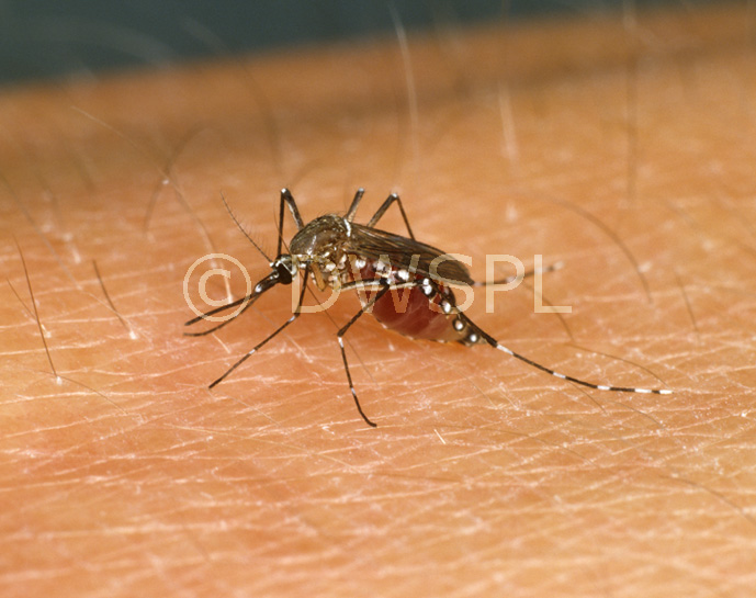 stock photo image: Insect, insects, mozzie, mozzies, mosquito, mosquitos, mosquitoes, diptera, culicidae, skin, human skin, egyptian, egyptian mosquito, egyptian mosquitoes, aedes, aegyptii, aedes aegyptii.