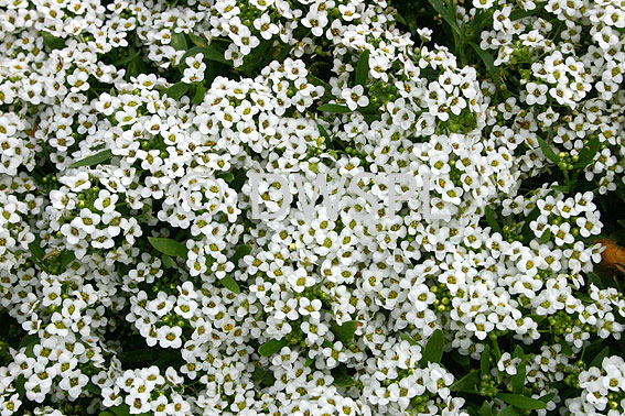 stock photo image: Flower, flowers, white, white flower, white flowers, Lobularia, Lobularia maritima, alyssum, alyssum maritinum, sweet alyssum, bedding alyssum, sweet alison, alice white, alyssum, sweet alyssum, sweet alice, madwort.