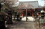 Japan, tokyo, temple, temples, rinno-ji, rinno-ji temple, blossom, cherry blossom, tree, trees, flowering cherry, flowering cherry tree, flowering cherry trees, prunus.