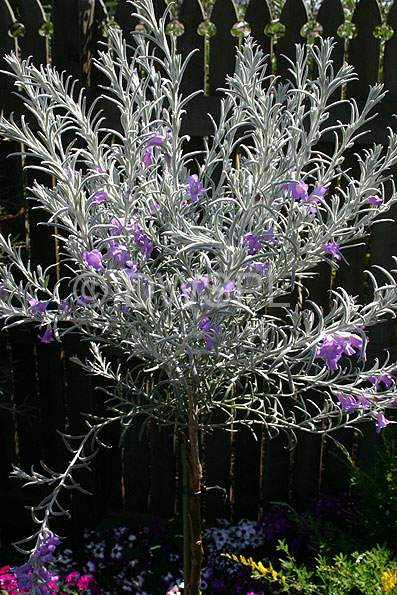 red frost emu bush red frost emu bush