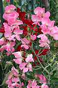 PINK AND RED SWEET PEAS (LATHYRUS ODORATUS)