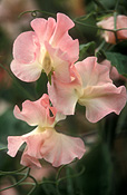 A ROYALTY FREE IMAGE OF: LATHYRUS 'EMMA' (SWEETPEA)