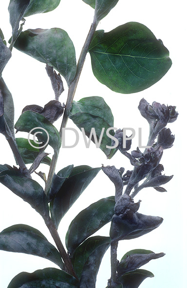 stock photo image: Disease, diseases, plant disease, Plant diseases, mildew, mildews, powdery, powdery mildew, myrtle, crepe, crepe myrtle, crepe myrtle, lagerstroemia, indica, lagerstroemia indica, pride of india, lythraceae, leaf, leaves.