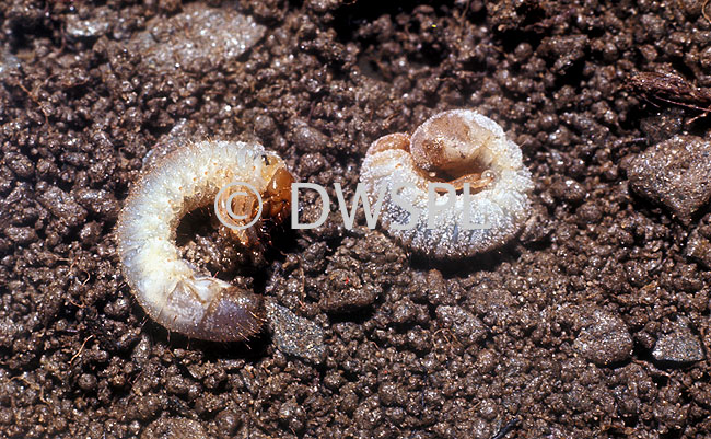 stock photo image: Insect, insects, Arthropod, Arthropods, white curl grub, white curl grubs, grub, grubs, grass, grass grub, grass grubs, costelytra, zealandica, new zealand grass grub, grass grub, grass grubs, grass grub beetle, grass grub beetles, new zealand grass grubs, larvae, coleoptera, Scarabaeidae, curl, curl grub, curl grubs, lawn, lawns, lawn pest, lawn pests, scarab beetle, scarab beetles, scarab beetle grub, scarab beetle grubs.