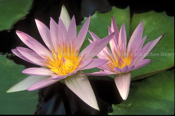 stock photo image: Flower, flowers, aquatic plant, aquatic plants, nymphaea, lily, lilies, water lily, water lilies, Blue Beauty, waterlily, waterlilies, pink flower, pink flowers, pink, water.