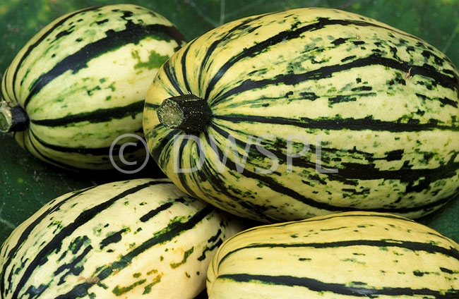 stock photo image: Food, Vegetable, vegetables, squash, cucurbita pepo, pepo, cucurbita, Cucurbitaceae, Delicata.