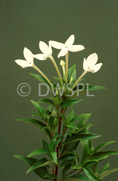 stock photo image: Bouvardia, bouvardias, longiflora, bouvardia longiflora, humboldtii, Flora, flower, flowers, white, white flower, white flowers, scented bouvardia.