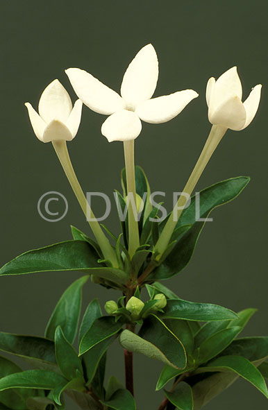 stock photo image: Bouvardia, bouvardias, longiflora, bouvardia longiflora, humboldtii, Flora, flower, flowers, white, white flower, white flowers, scented bouvardia.