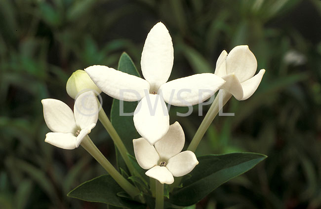 stock photo image: Bouvardia, bouvardias, longiflora, bouvardia longiflora, humboldtii, Flora, flower, flowers, white, white flower, white flowers, scented bouvardia.