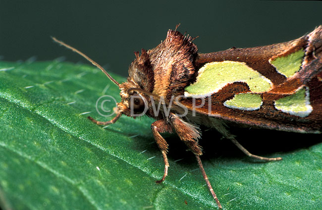 stock photo image: Insect, Insects, lepidoptera, moth, moths, green-blotched, green-blotched moth, green-blotched moths, cosmodes, elegans, NOCTUIDAE.