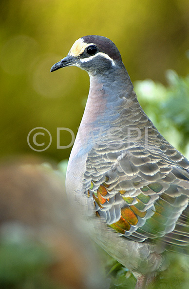 stock photo image: Animal, Animals, Australian, Australia, Australian bird, Australian birds, Bird, birds, pigeon, pigeons, bronzewing, common bronzewing, bronzewing pigeon, bronzewing pigeons, common bronzewing pigeon, common bronzewing pigeons, phaps, chalcoptera, phaps chalcoptera, columbiformes, native, native pigeon, native pigeons.