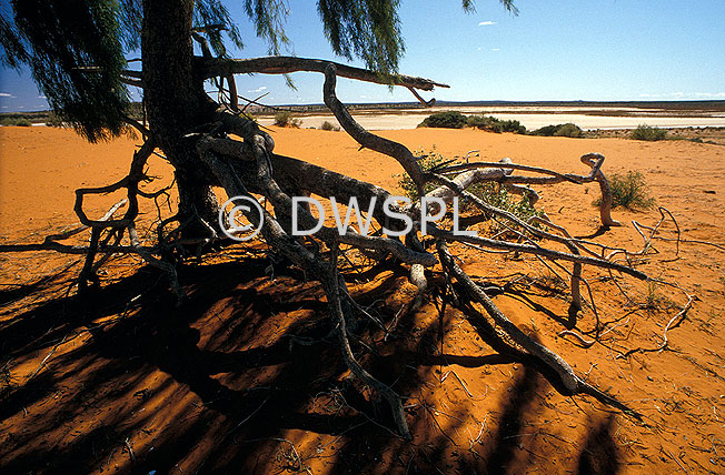 stock photo image: Australia, WA, Western Australia, salt, salt lake, salt lakes, lake miranda, lake, lakes, root, roots, tree, trees, tree root, tree roots, erosion, erode, erodes, eroded, willow, willows, pittosporum, pittosporums.