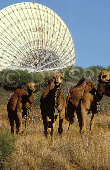 stock photo image: Animal, animals, australian, camel, camels, camelidae, camelus, hoofed, hoofed animal, hoofed animals, introduced animal, introduced animals, WA, Western Australia, Australia, Carnarvon, telescope, telescopes, communications, science, scientific, technology, radio, radio telescope, radio telescopes, antenna, antennas, radio astronomy, australian telescope, australian telescopes, australian, radio astronomy, Australia, radio-telescopes, radio-telescope, communications, otc, satellite, satellites, satellite dish, satellite dishes.