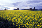 Agriculture, Australia, Qld, Queensland, Canola, Canola crop, canola crops, canola field, canola fields, field, fields, crop, crops, oilseed, oilseed crop, oilseed crops, Brassica, brassica napus, oil, oils, tree, trees, cloud, clouds.