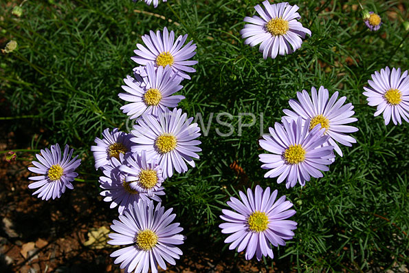 stock photo image: Australia, Flora, flower, flowers, brachyscome, multifida, brachyscome multifida, brachycome, brachycome multifida, hawkesbury daisy, hawkesbury daisies, cut leaf daisy, cut leaf daisies, rock daisy, rock daisies, daisy, daisies.