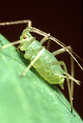 PEA APHID (ACYRTHOSIPHON PISUM) ON PEA LEAF