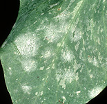 POWDERY MILDEW (ERYSIPHE POLYGONI) INFECTION AND MYCELIUM ON PEA LEAF