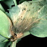 GREY MOULD (BOTRYTIS CINEREA) INFECTION ON A PEA LEAF