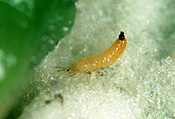 PEA THRIPS (KAKOTHRIPS PISIVORUS) NYMPH OR LARVA ON PEA POD