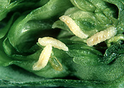 PEA MIDGE (CONTARINIA PISI) LARVAE ON A PEA FLOWER BUD