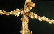 PEA CYST NEMATODES, PCN, (HETERODERA GOTTINGIANA) LIGHT COLOURED CYSTS ON PEA ROOT