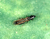 FIELD THRIPS (THRIPS ANGUSTICEPS) WINGED ADULT ON PEA LEAF