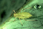 PEA APHID (ACYRTHOSIPHON PISUM) APHID ON A PEA LEAF