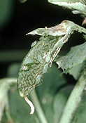 PEA APHID (ACYRTHOSIPHON PISUM) INFESTATION ON A YOUNG PEA POD