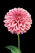 Flower, flowers, dahlia, dahlias, decorative, decorative dahlia, decorative dahlias, cut, cut flower, cut flowers.