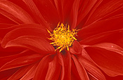 Flower, flowers, dahlia, dahlias, decorative, decorative dahlia, decorative dahlias, cut, cut flower, cut flowers.
