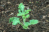 Insect, insects, aphid, aphids, fruit, watermelon, watermelons, seedling, seedlings, country sweet, pest, pests, plant pest, plant pests.